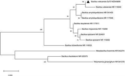 Antibacterial Activity of Two Metabolites Isolated From Endophytic Bacteria Bacillus velezensis Ea73 in Ageratina adenophora